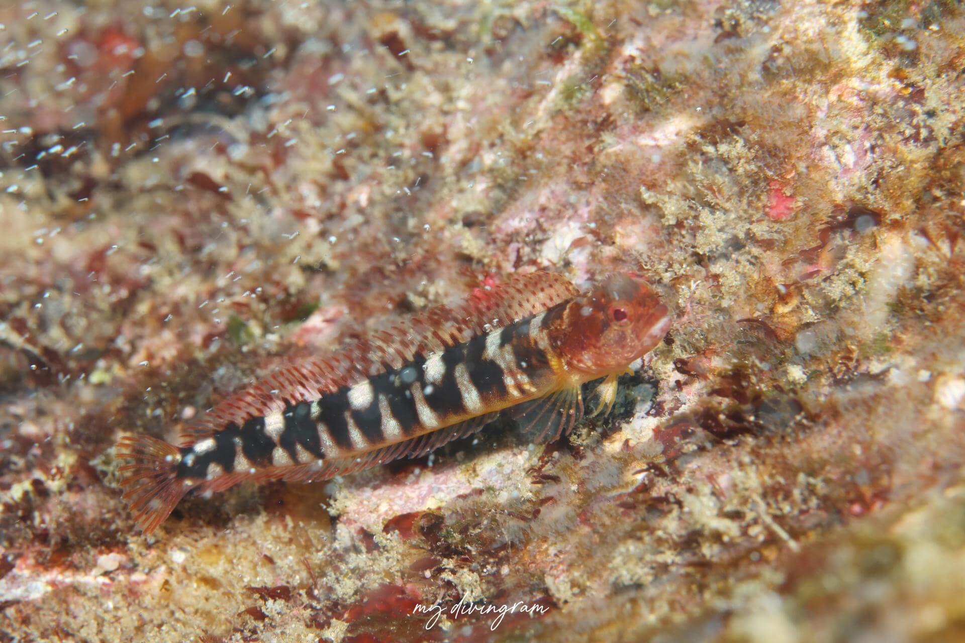 Neoclinus toshimaensis