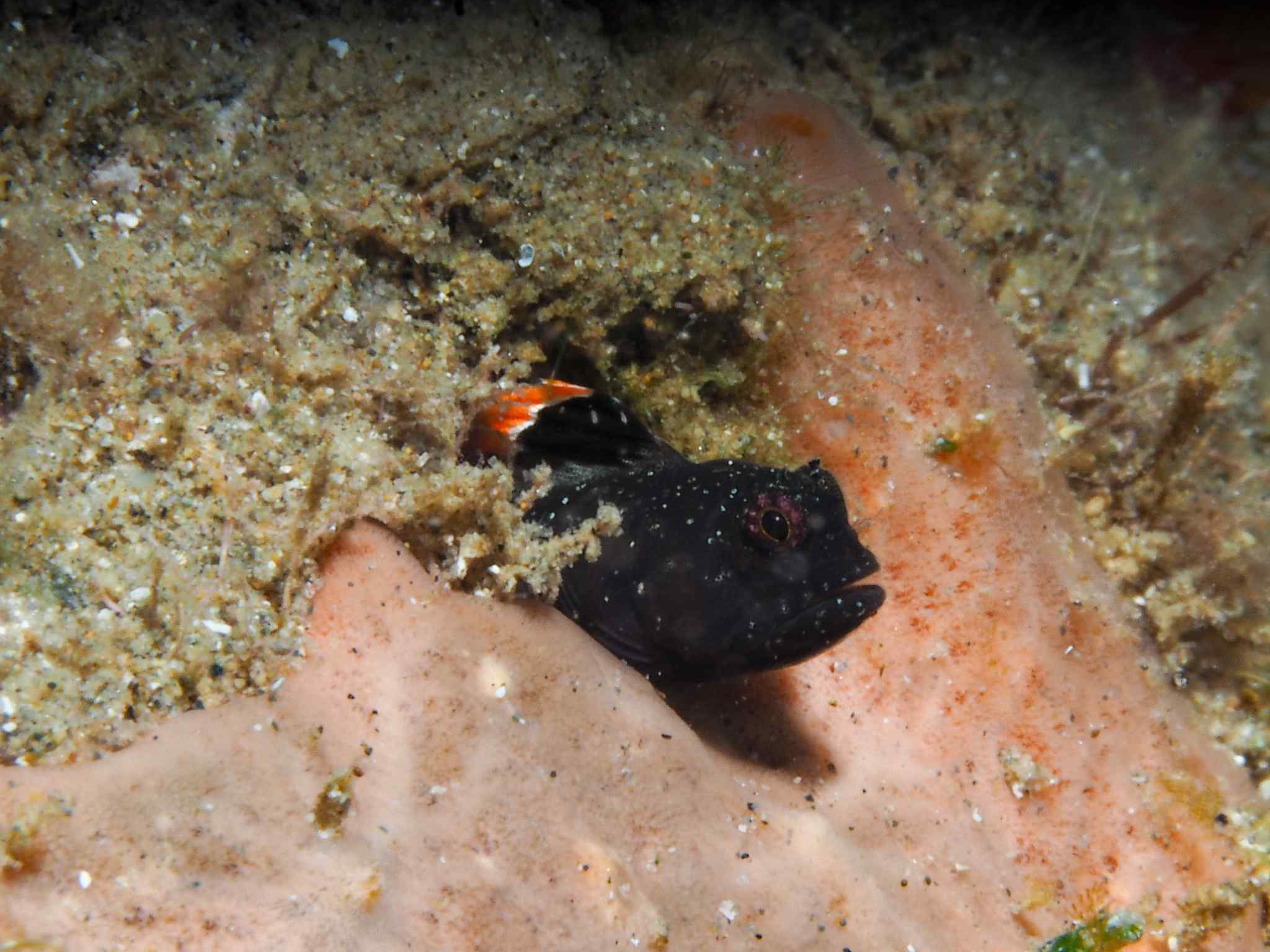 Emblemariopsis lancea