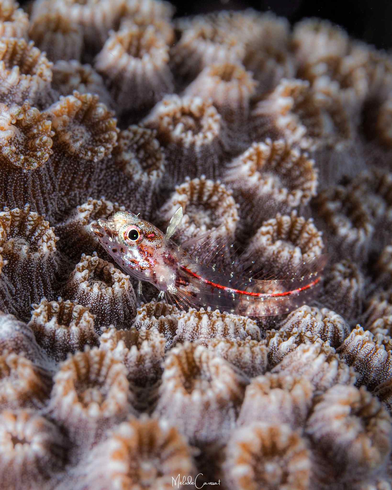 Emblemariopsis leptocirris