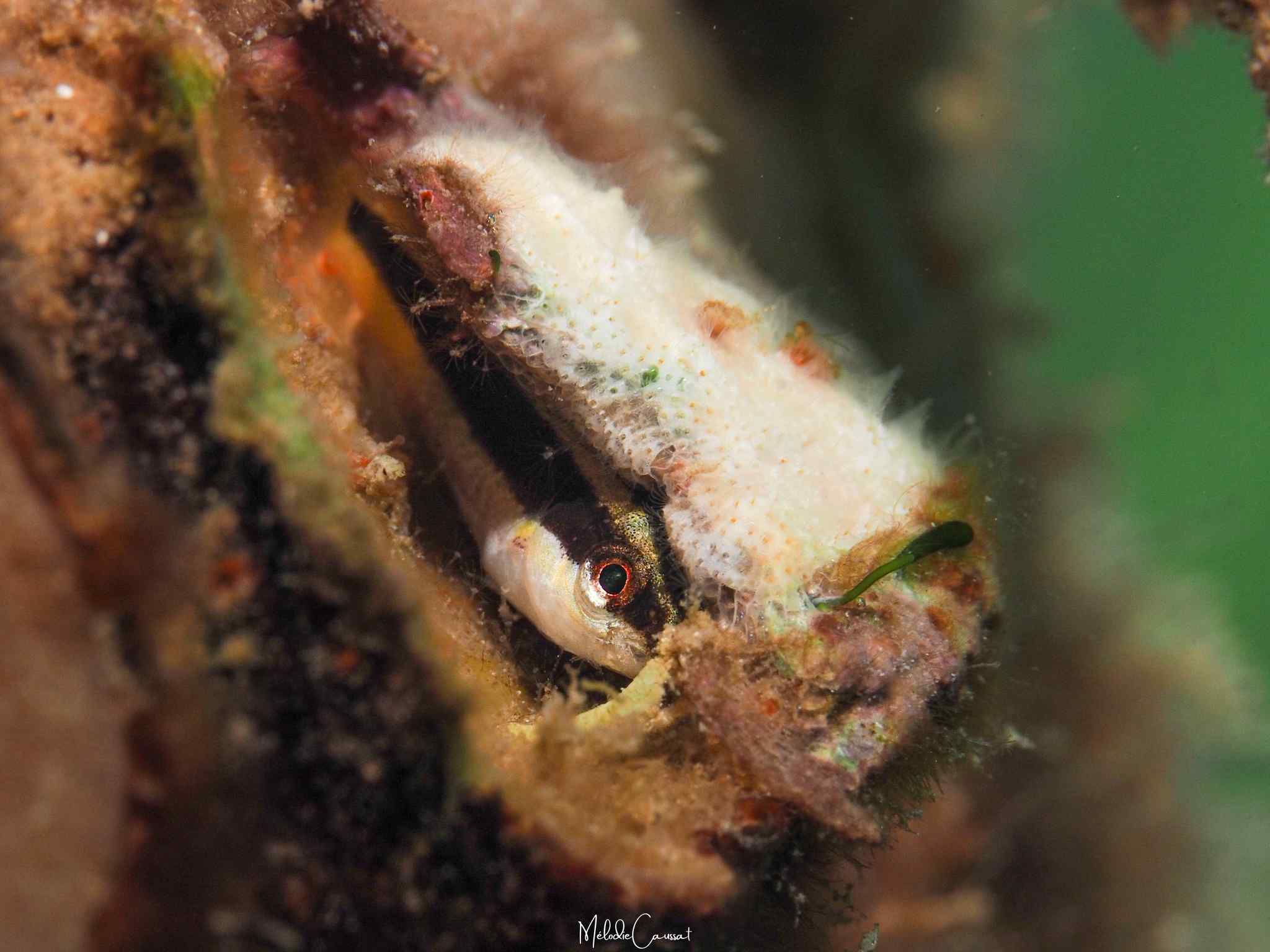 Hemiemblemaria simula