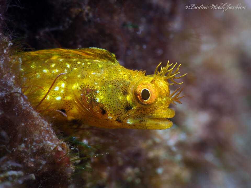 Acanthemblemaria aspera