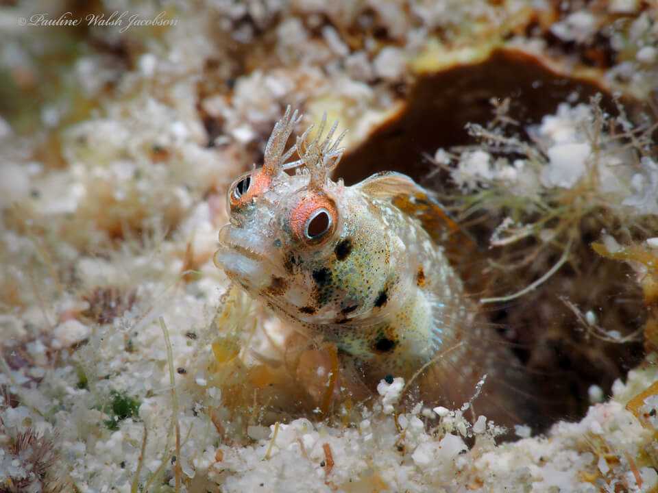 Acanthemblemaria aspera