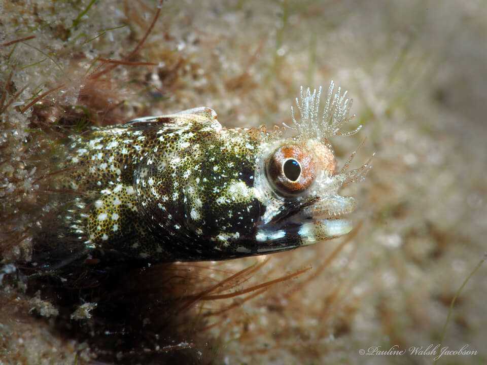 Acanthemblemaria aspera