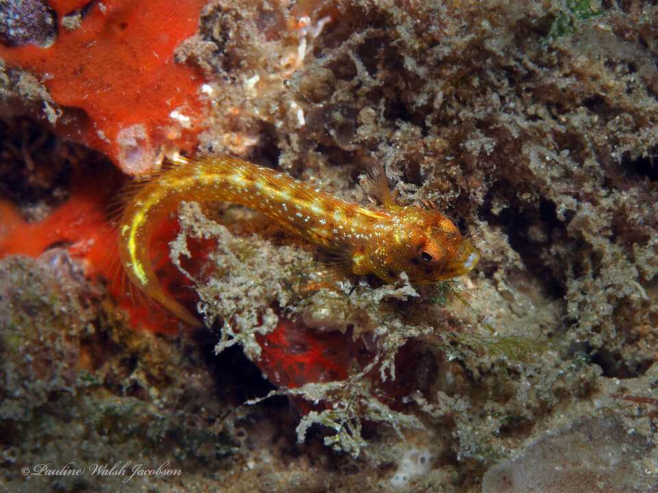 Acanthemblemaria aspera