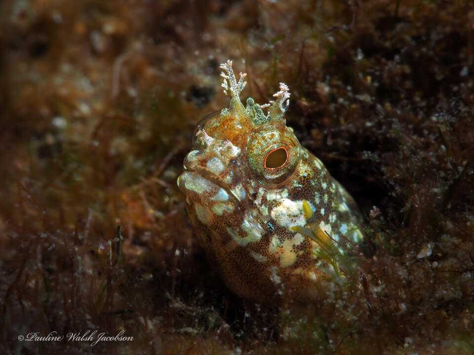 Acanthemblemaria chaplini