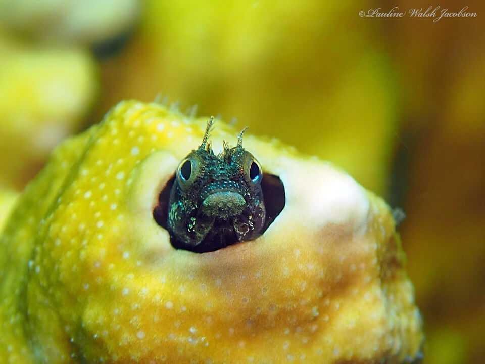 Acanthemblemaria maria