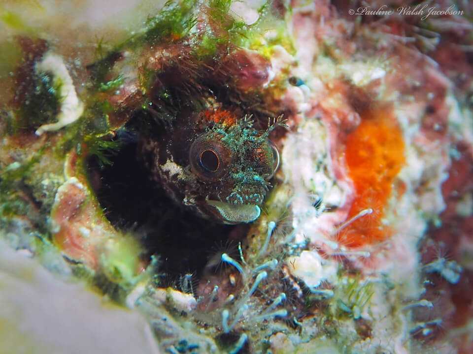 Acanthemblemaria maria