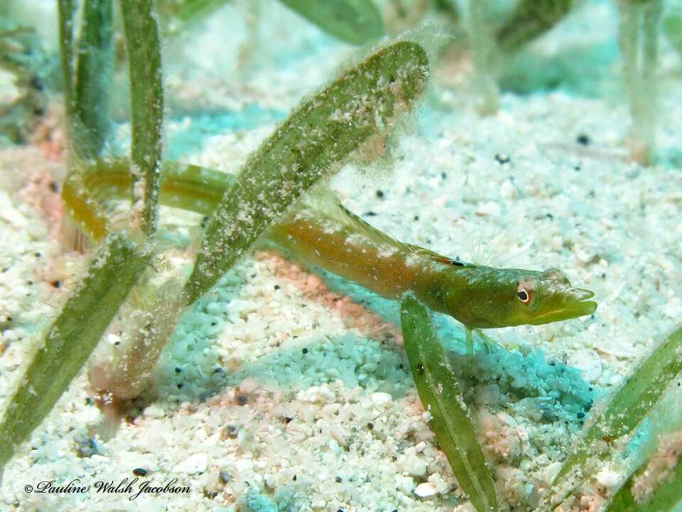 Chaenopsis limbaughi