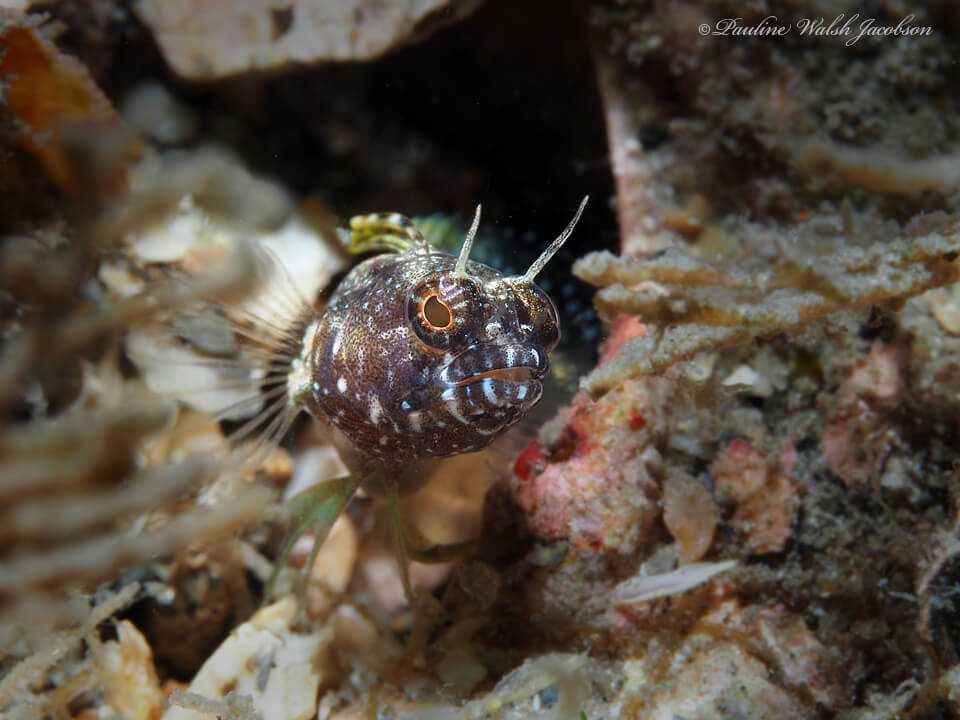 Emblemaria pandionis