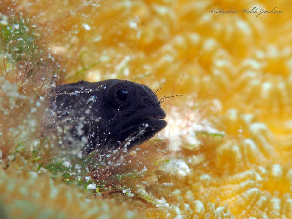 Emblemariopsis bahamensis