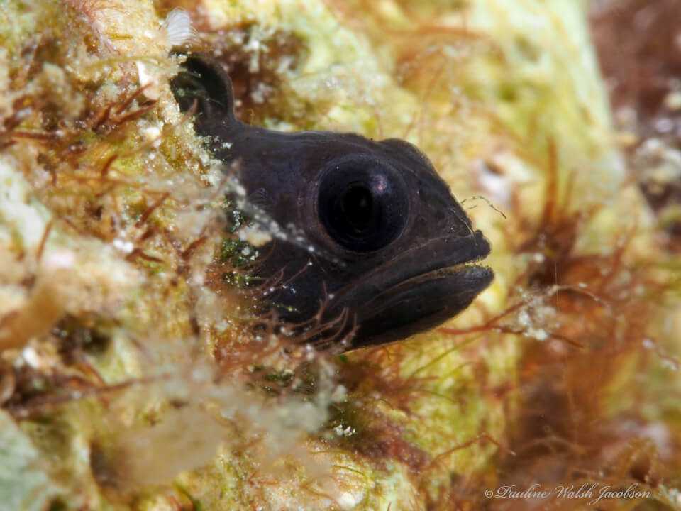 Emblemariopsis pricei