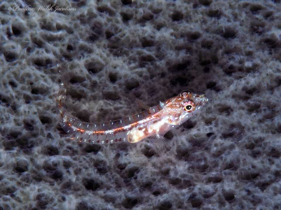 Emblemariopsis pricei