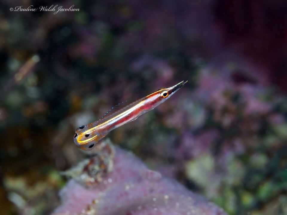 Lucayablennius zingaro