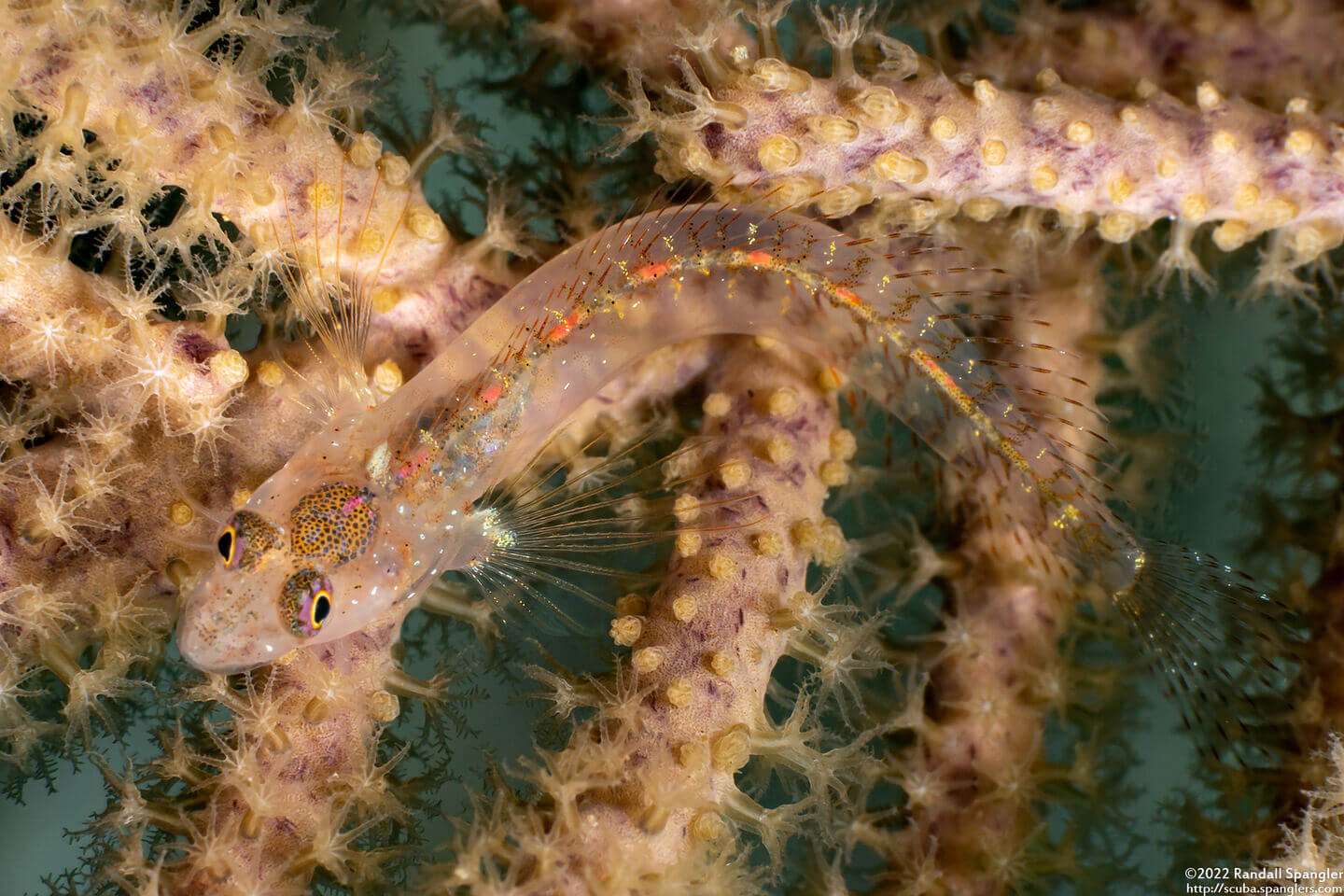 Emblemariopsis pricei