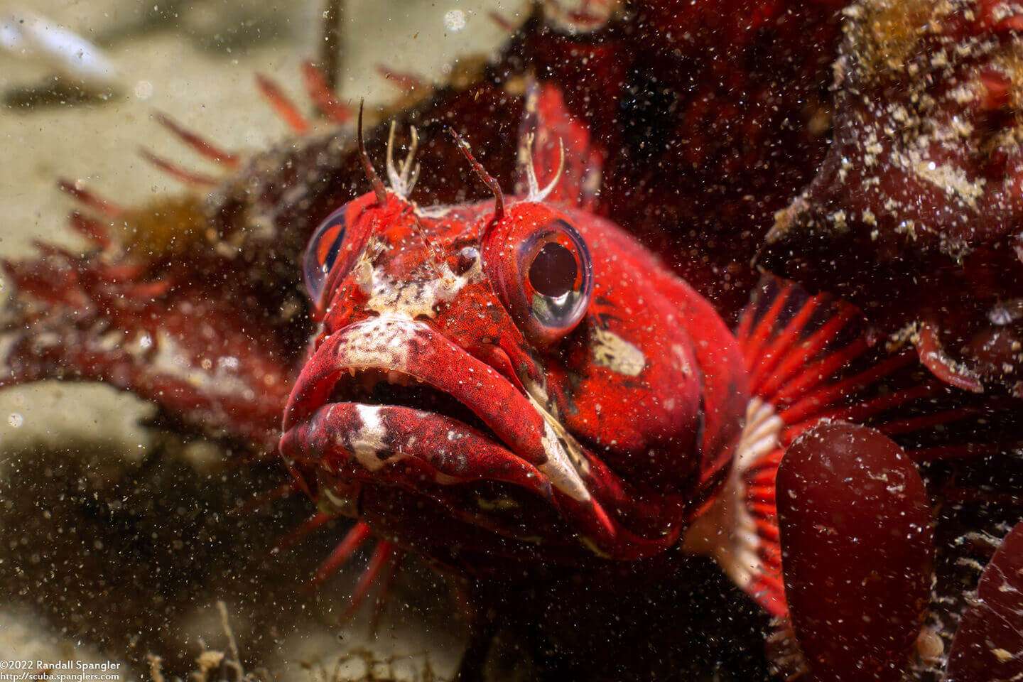 Neoclinus blanchardi