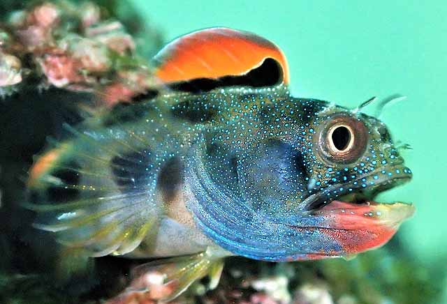 Acanthemblemaria macrospilus