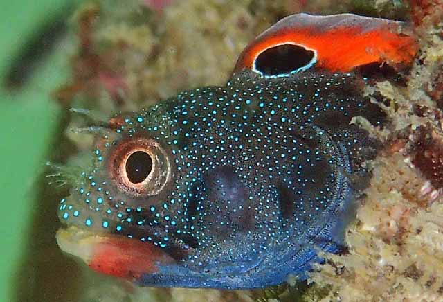 Acanthemblemaria macrospilus