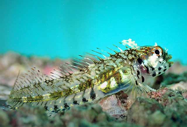 Coralliozetus angelicus