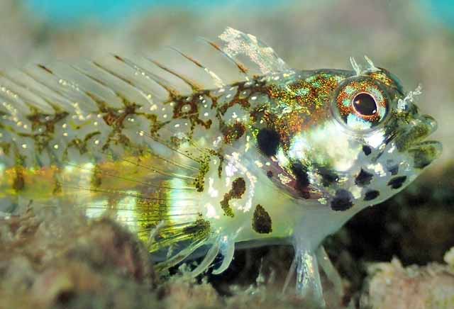 Coralliozetus angelicus