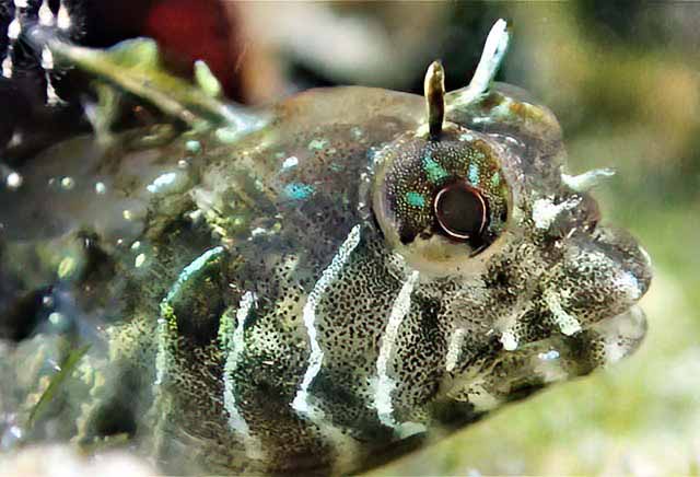 Coralliozetus boehlkei