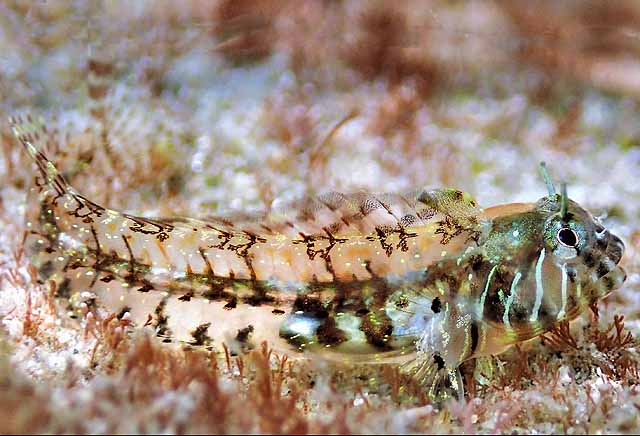 Coralliozetus boehlkei