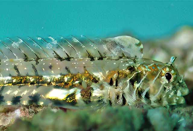 Coralliozetus boehlkei