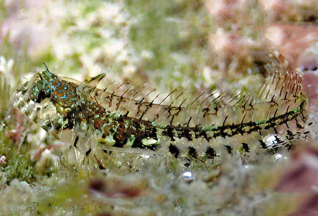 Coralliozetus boehlkei