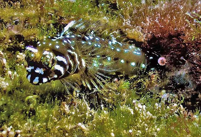 Coralliozetus boehlkei