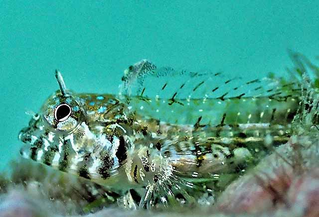 Coralliozetus boehlkei