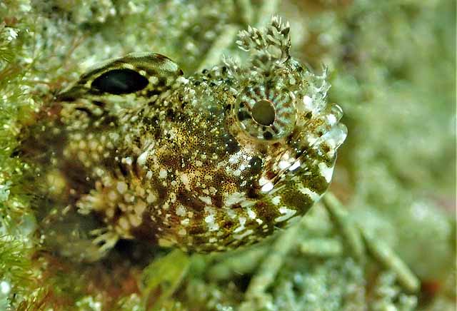 Protemblemaria bicirrus