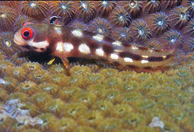 Acanthemblemaria rivasi