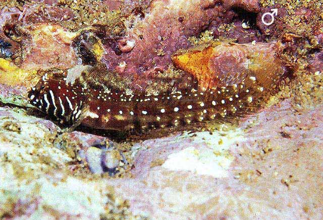 Coralliozetus boehlkei