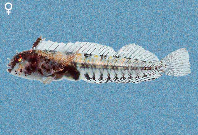 Coralliozetus springeri