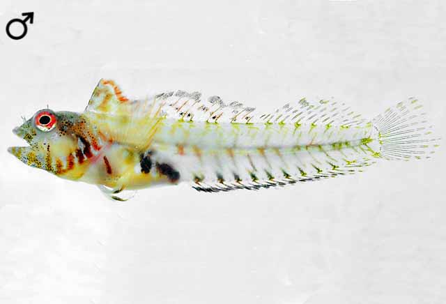 Emblemariopsis falcon