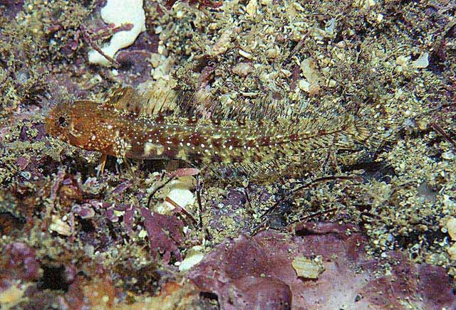 Protemblemaria bicirrus