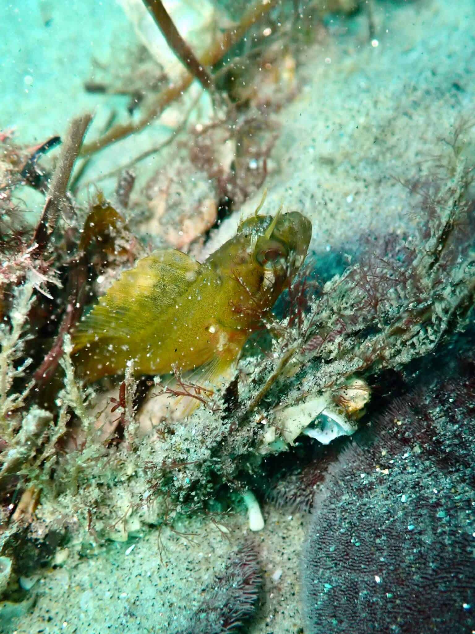 Neoclinus blanchardi