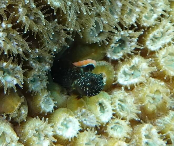 Emblemariopsis lancea