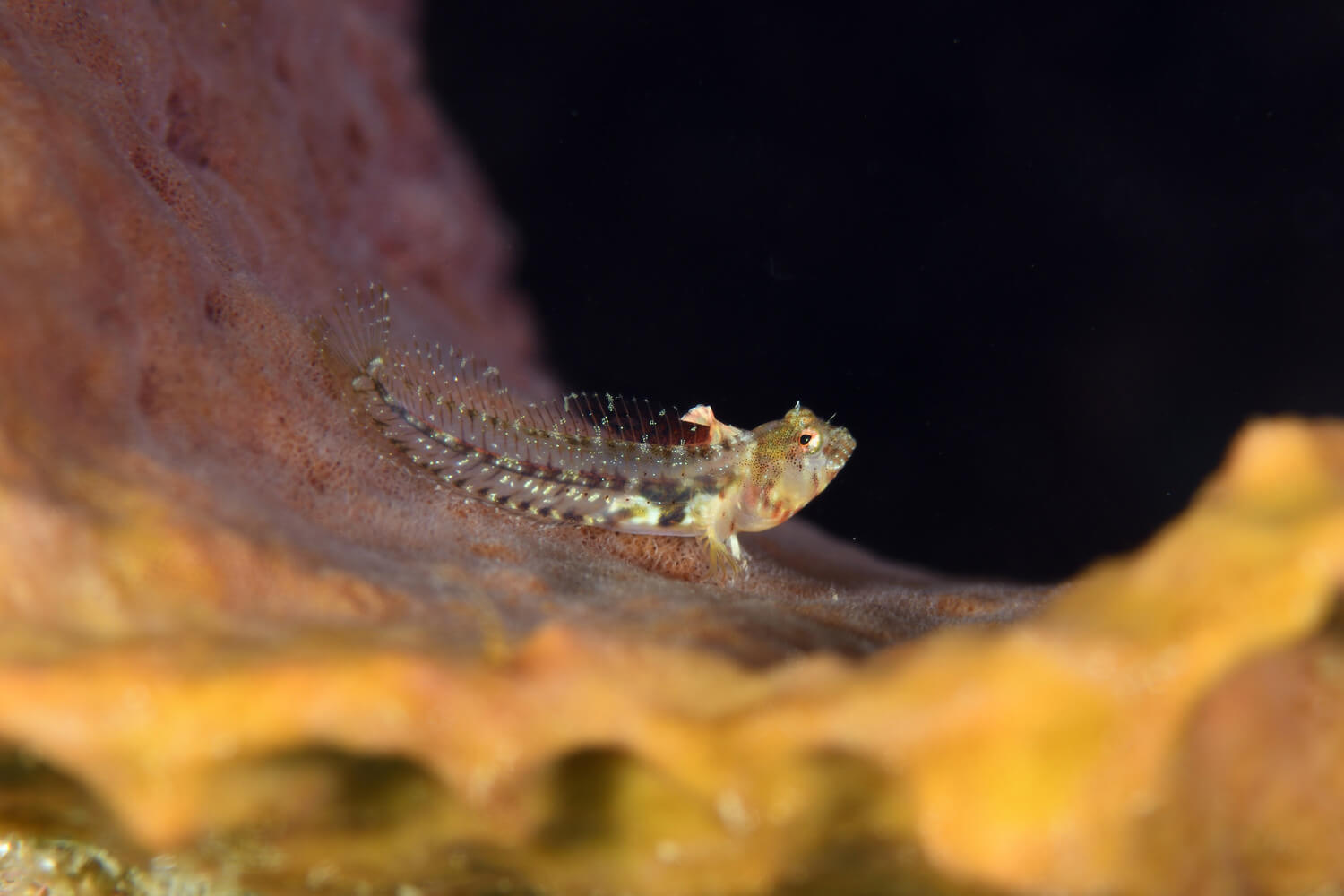 Emblemariopsis lancea