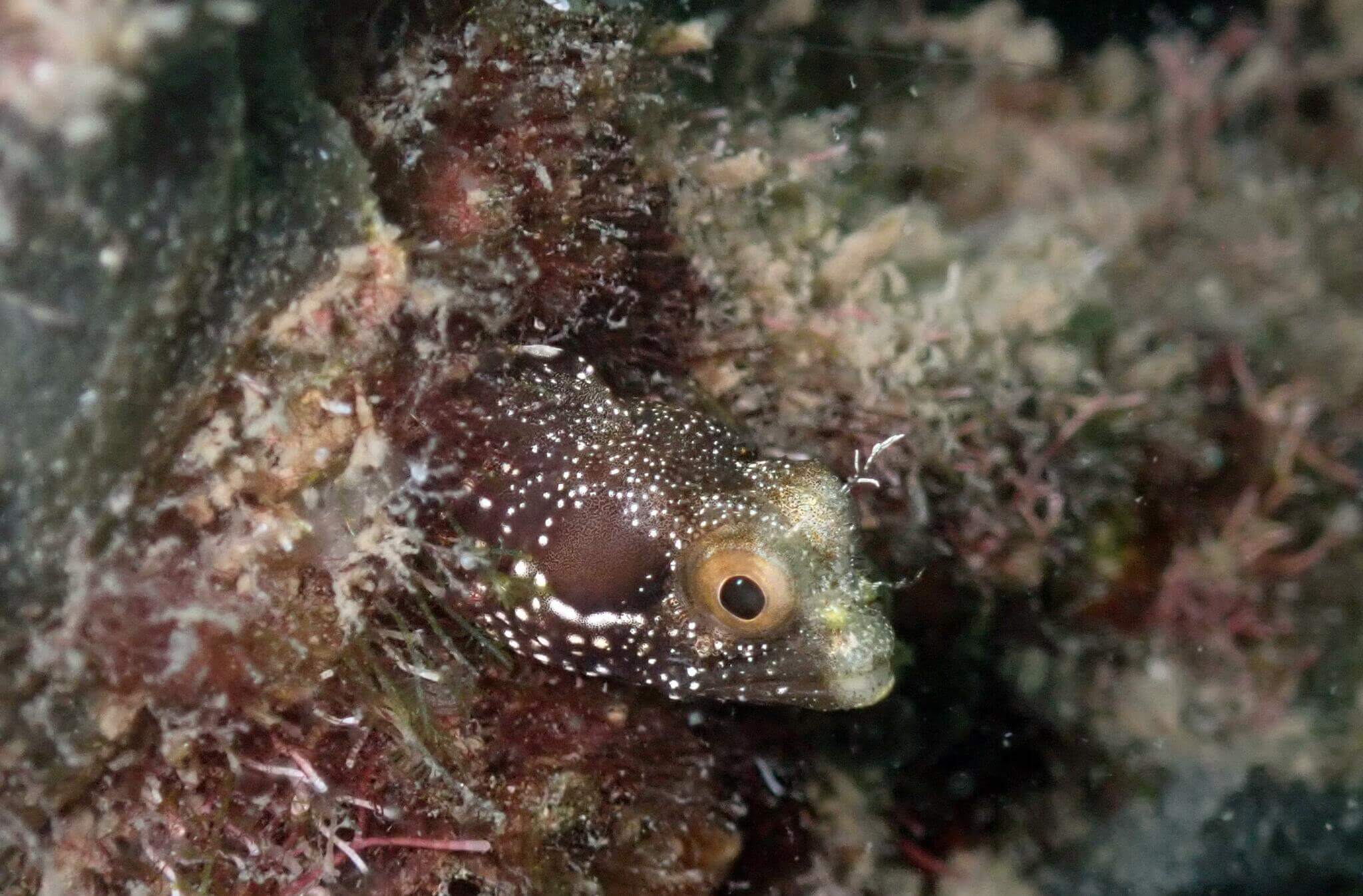 Acanthemblemaria betinensis