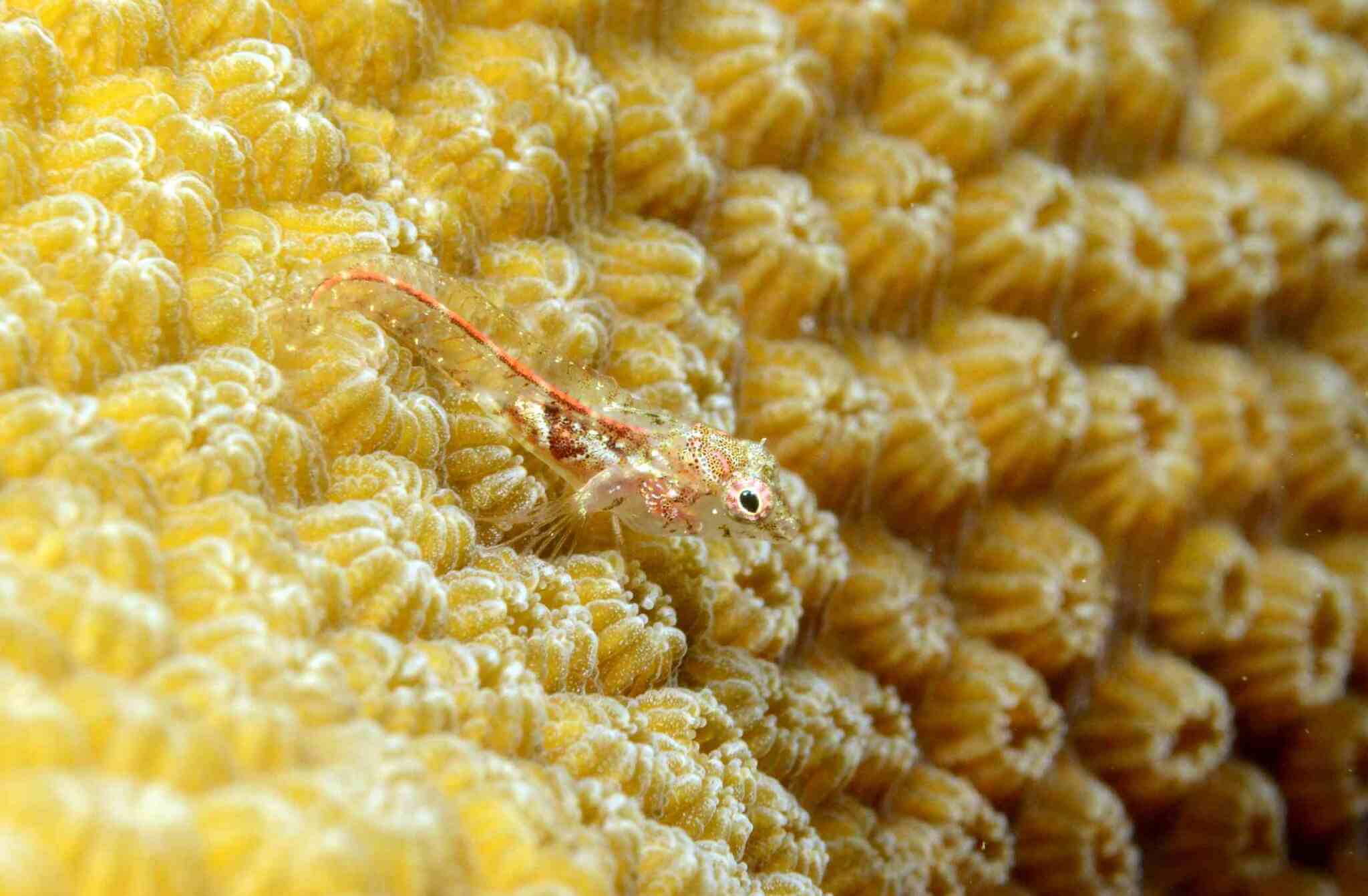 Emblemariopsis leptocirris