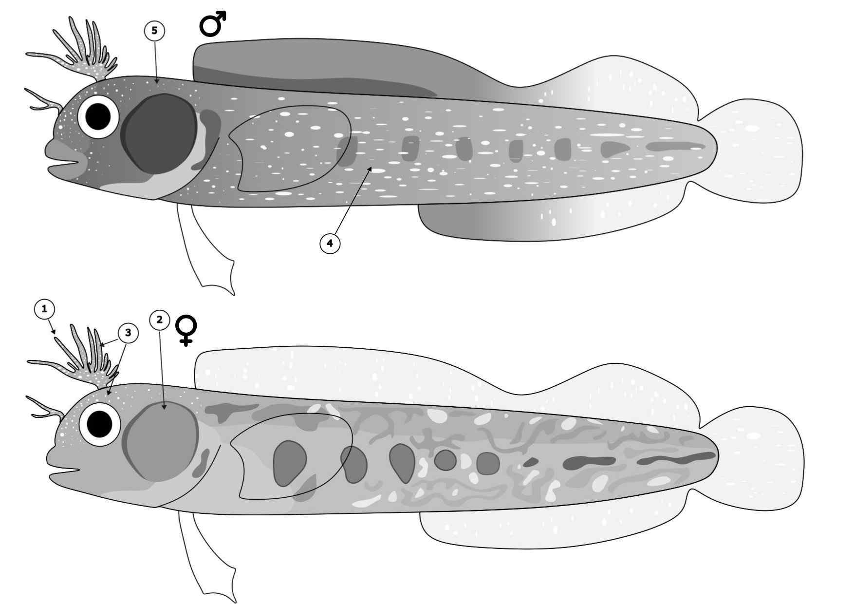 Acanthemblemaria crockeri