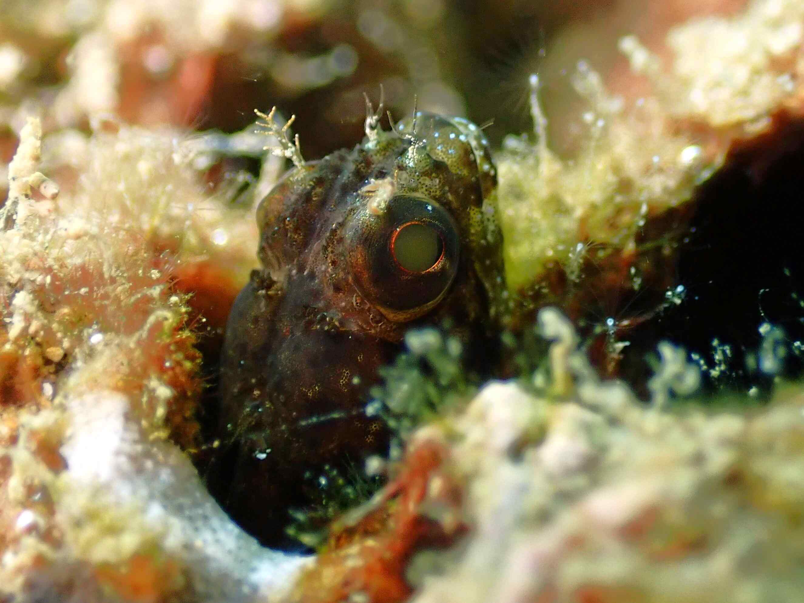 Acanthemblemaria exilispinus