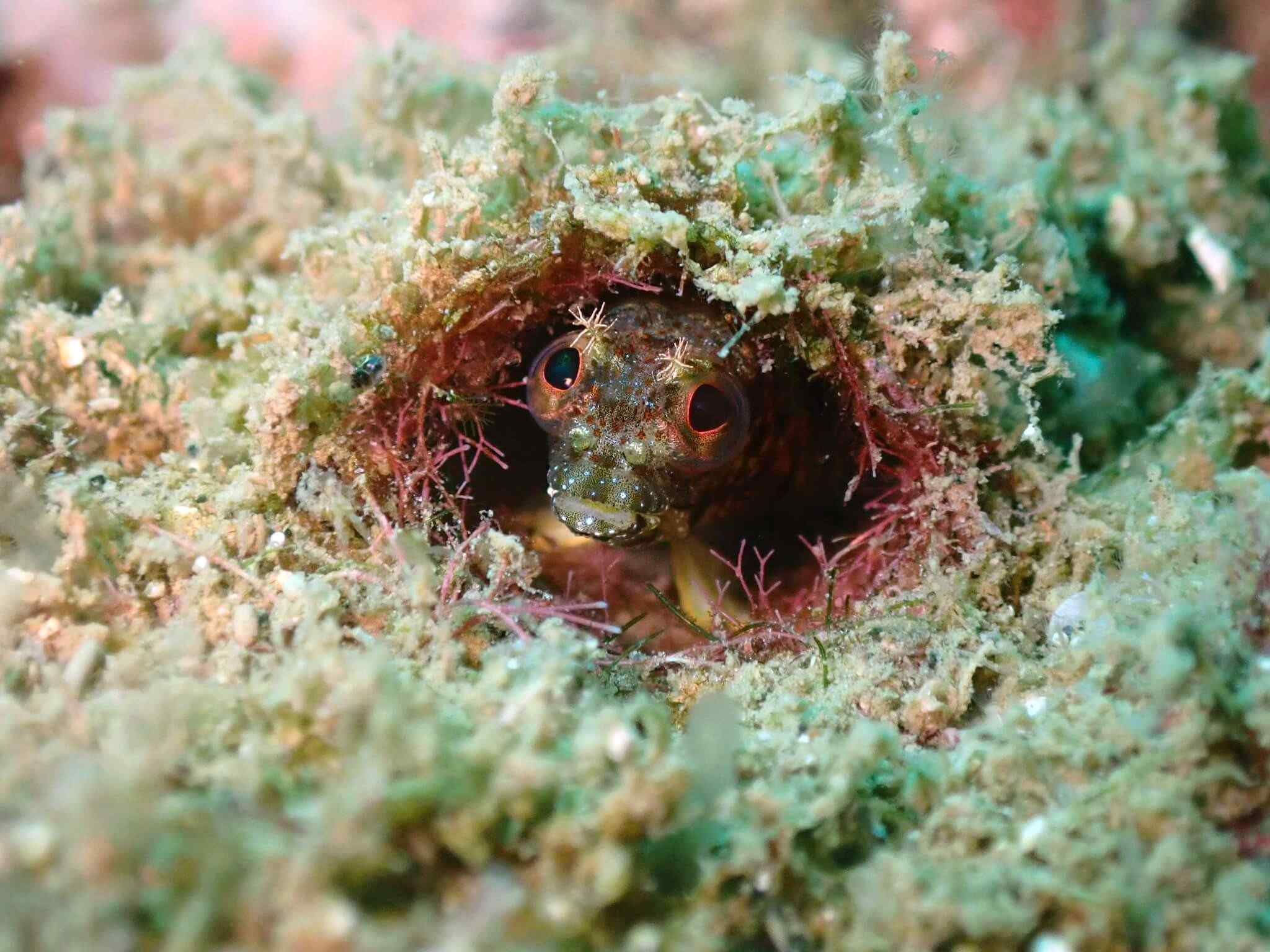 Acanthemblemaria exilispinus