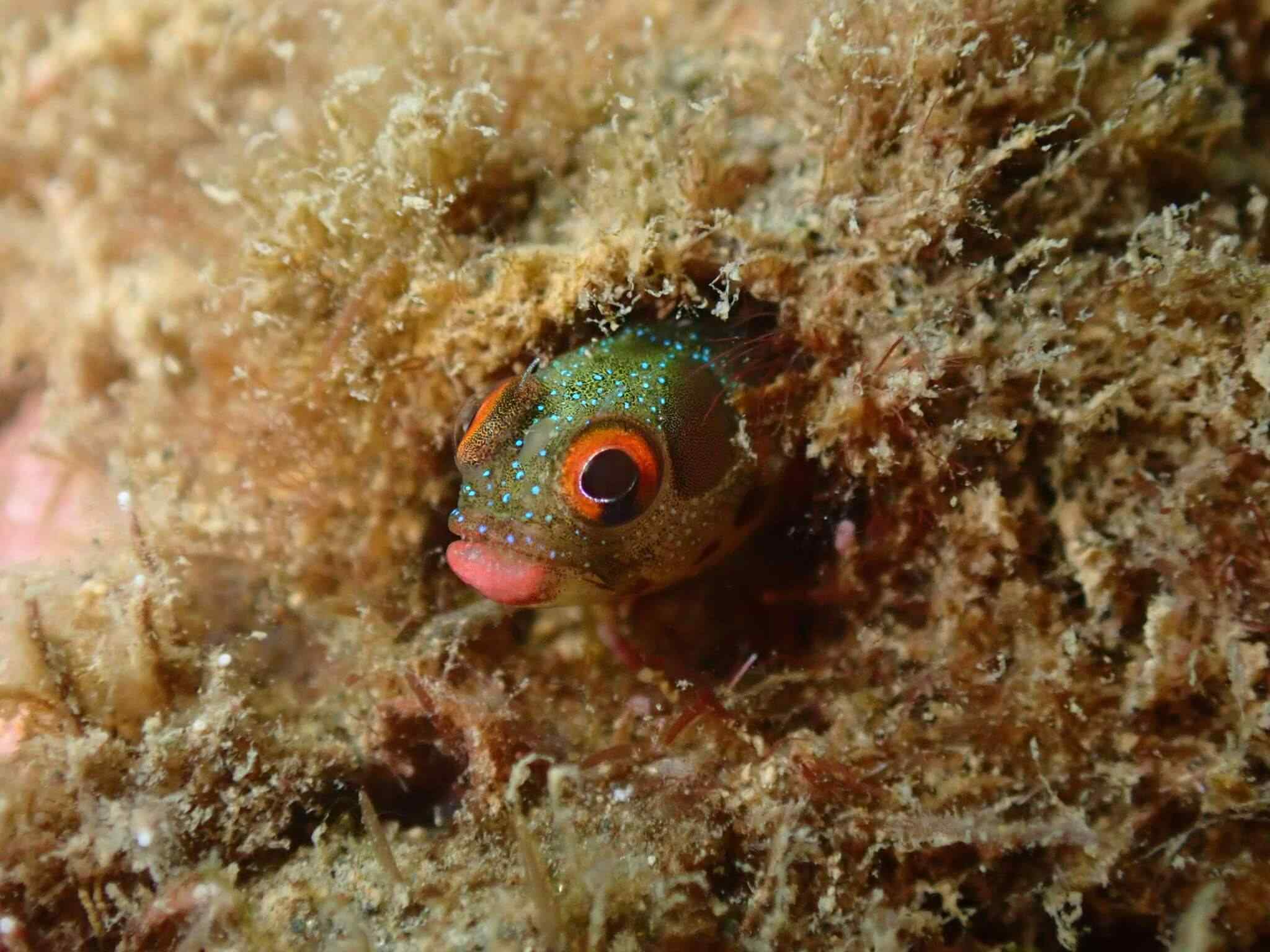 Acanthemblemaria hancocki