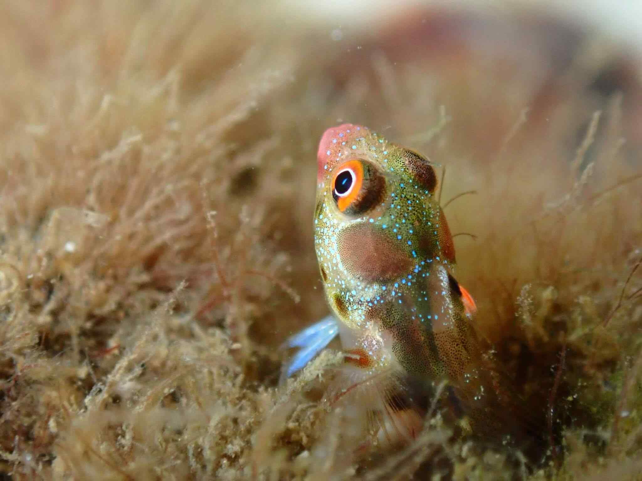 Acanthemblemaria hancocki