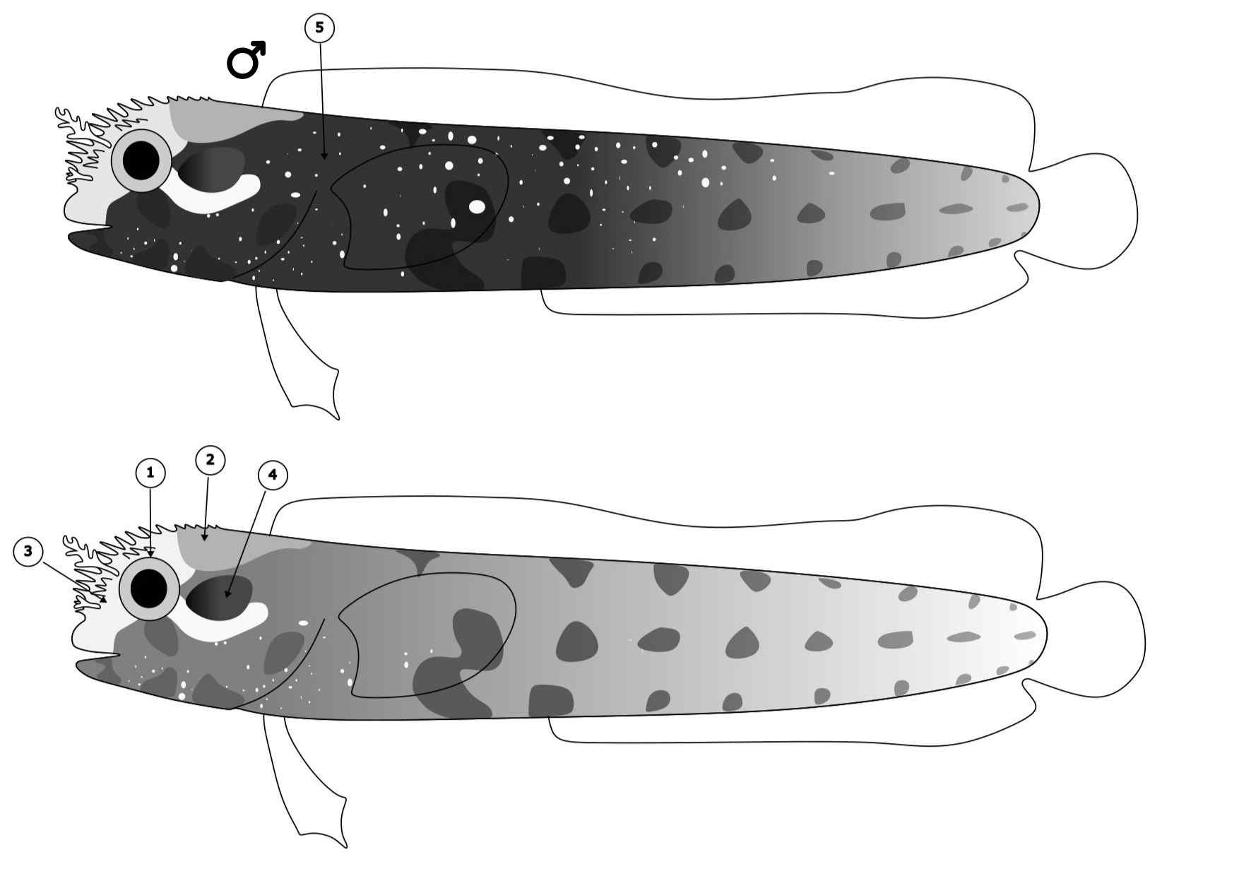 Acanthemblemaria spinosa