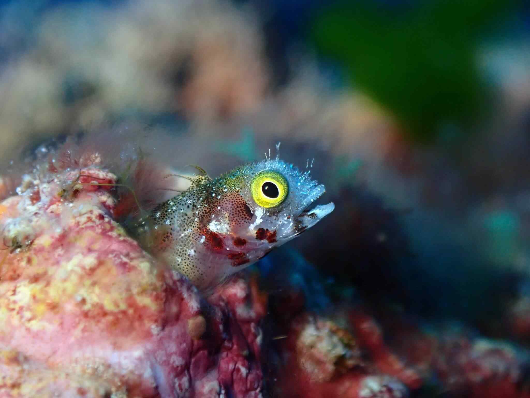 Acanthemblemaria spinosa