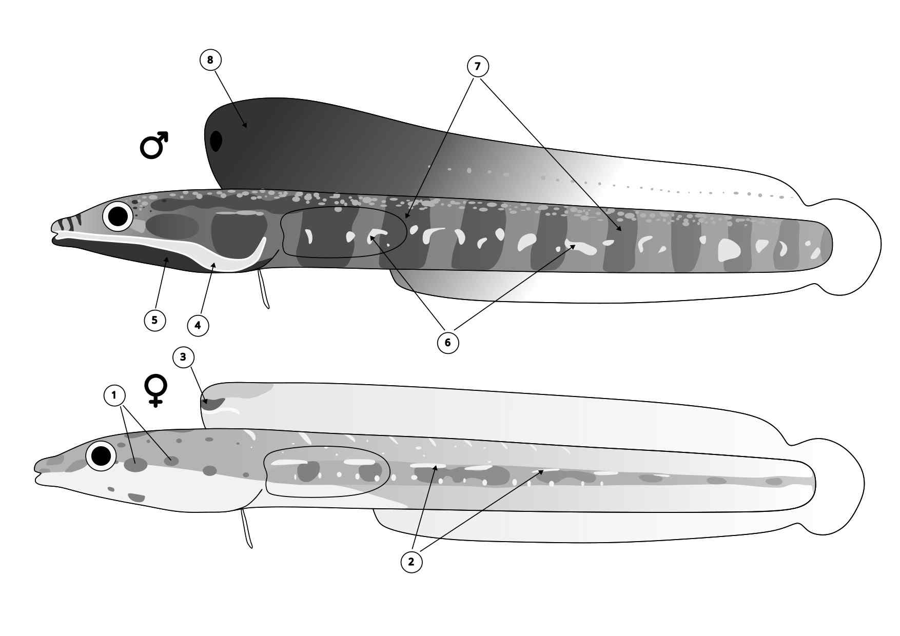 Chaenopsis alepidota