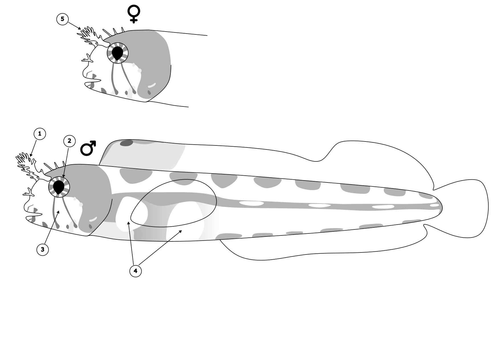 Cirriemblemaria lucasana