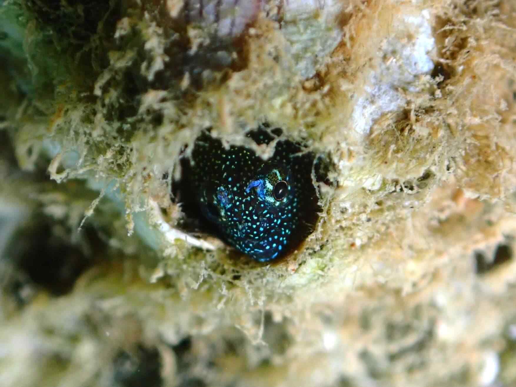 Coralliozetus springeri